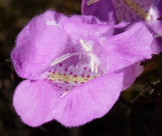 {Agalinis purpurea}